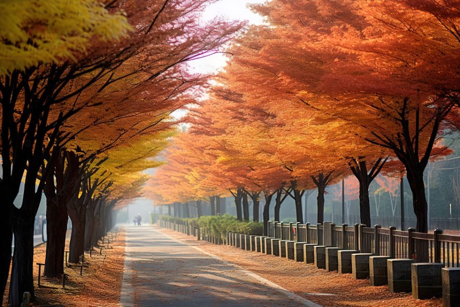 SEOUL – NAMI – THƯ VIỆN STARFIELD- KOREAN FOLK VILLAGE
